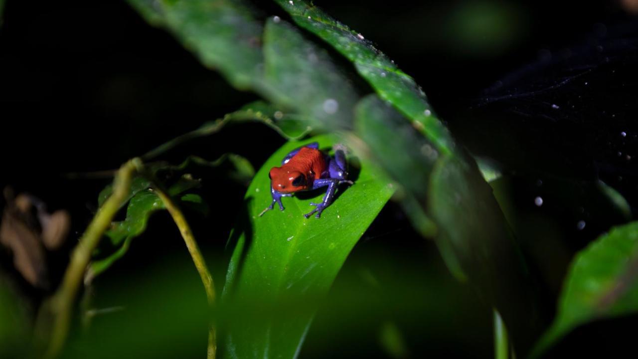 Hotel Rancho Cerro Azul La Fortuna Eksteriør bilde